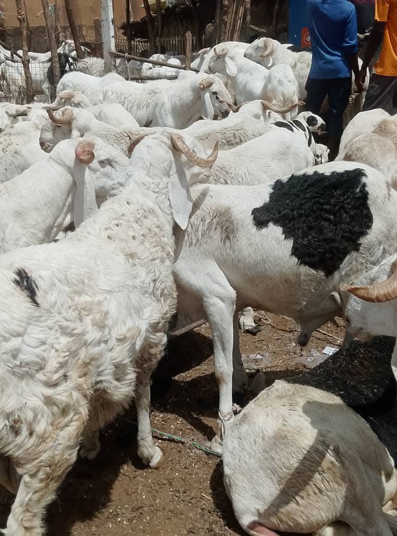 Moutons alignés dans un marché de Niamey