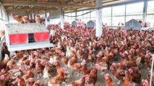 Souveraineté alimentaire au Gabon : pourquoi les champions locaux restent dans l&rsquo;ombre ?