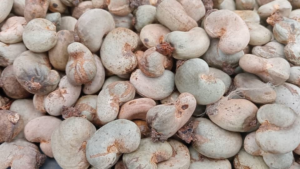 La récolte d'anacardes dans le Bounkani est gravement affectée par les aléas climatiques et des pratiques culturales inadéquates.