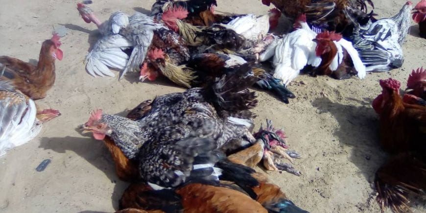 hausse des prix de la volaille à Ati au Tchad